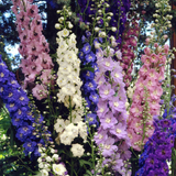 Delphinium Pacific Giant Mix (7cm Potted)