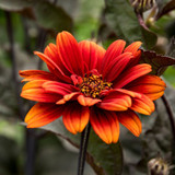 Heliopsis helianthoides New Collection