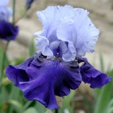 Iris germanica 'Best Bet'