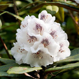 Rhododendron Collection B (13cm Pot)