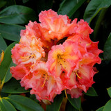 Rhododendron Collection B (13cm Pot)