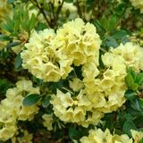 Rhododendron Collection B (13cm Pot)