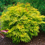 Sambucus Collection (3 Litre Pot)