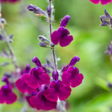 Salvia Nachtvlinder
