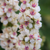 Verbascum Chaixii Album AGM