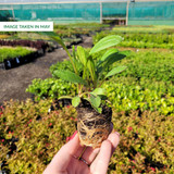 Leucanthemum x superbum