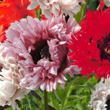 Papaver Mix