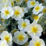 Helianthemum 'The Bride'