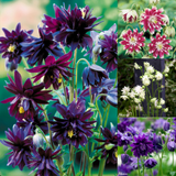 Aquilegia Double Barlow Collection