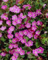 Erodium 'Bishop's Form'