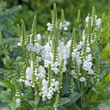Physostegia Collection