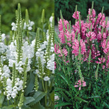 Physostegia Collection