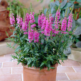 Lythrum salicaria 'Robert'
