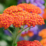 Achillea Collection (5cm Module)