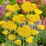 Achillea Collection (5cm Module)