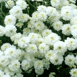 Achillea Collection (5cm Module)