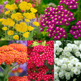 Achillea Collection (5cm Module)