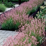 Lavender Collection (5cm Module)