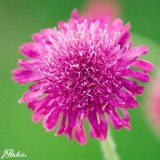Knautia macedonica 'Melton pastels'