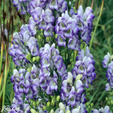 Aconitum cammarum Bicolor