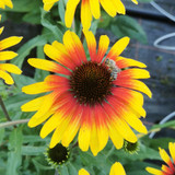 Echinacea 'Unica Yellow Red Centre'