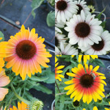 Echinacea unica Bicolour Collection