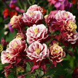 Aquilegia Winky Double Collection