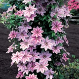 Clematis Hybrid Collection