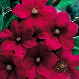 Clematis Hybrid Collection