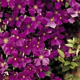 Clematis Hybrid Collection