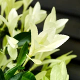 Euonymus japonicus 'Himalaya'