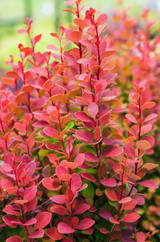 Berberis thunbergii Orange Rocket 2L