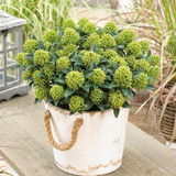 Skimmia Dwarf Collection