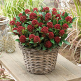 Skimmia Dwarf Collection