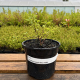 Ceanothus Concha Blue 2L