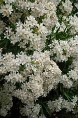Choisya dewitteana Aztec Pearl