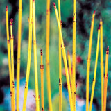 Cornus sericea 'Flaviramea' 2L