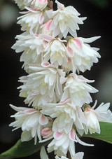 Deutzia scabra 'Plena' 2L