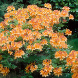 Azalea deciduous Collection (5)