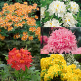 Azalea deciduous Collection (5)
