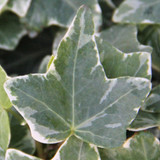Hedera Glacier