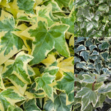 Hedera Collection