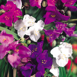 Perennial Collection for Dappled Shade