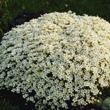 Perennial Collection for Dappled Shade