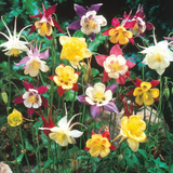 Perennial Collection for Dappled Shade