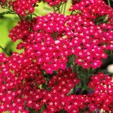 RHS Pollinators Collection (A) - 5cm Module