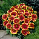 RHS Pollinators Collection (A) - 5cm Module