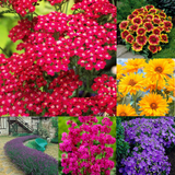 RHS Pollinators Collection (A) - 5cm Module