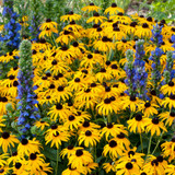RHS Pollinators Collection (B) - 5cm Module