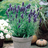 RHS Pollinators Collection (B) - 5cm Module